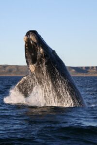 Southern_right_whale.