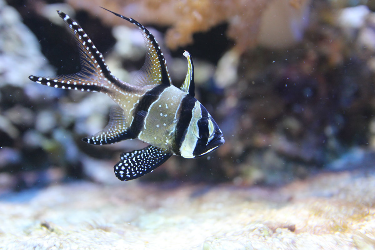 fish_banggai