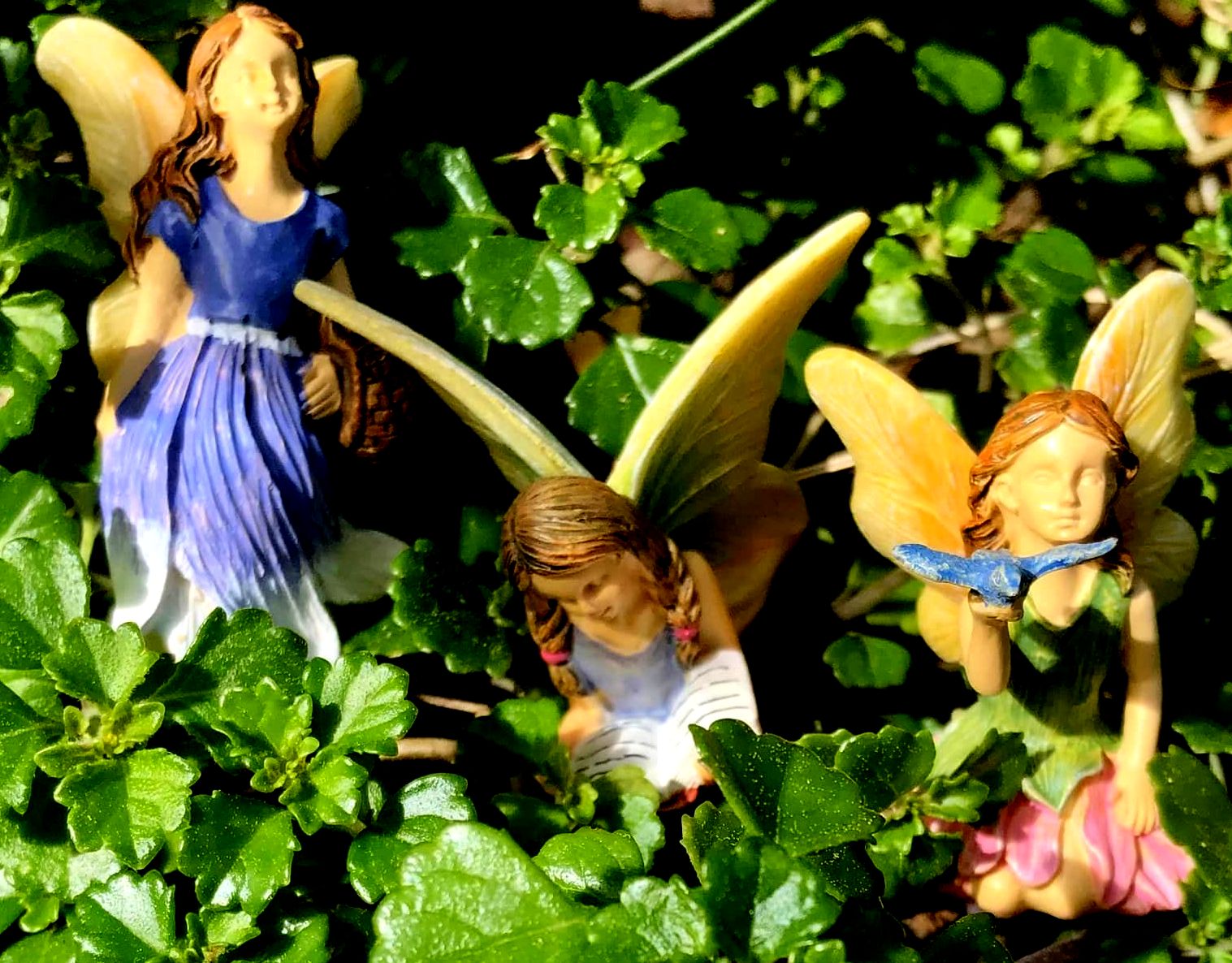 Wilderness Fairies