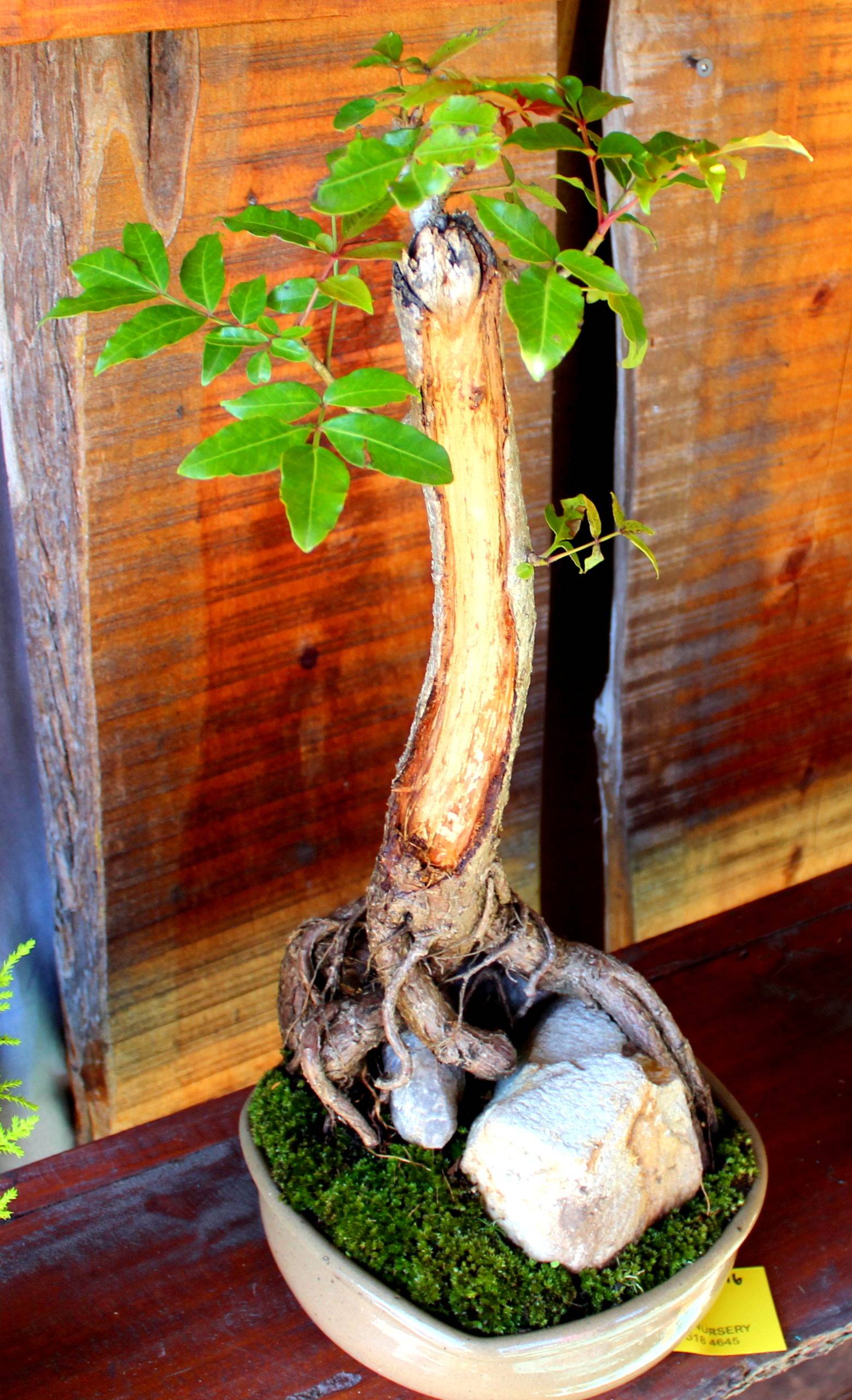 Sedgefield Market plants